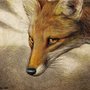 fox sohay (СОНЯЧА24)