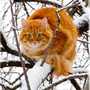 goldenkatze