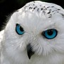 Wise_Owl