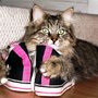 КотЭ в шлепанцах